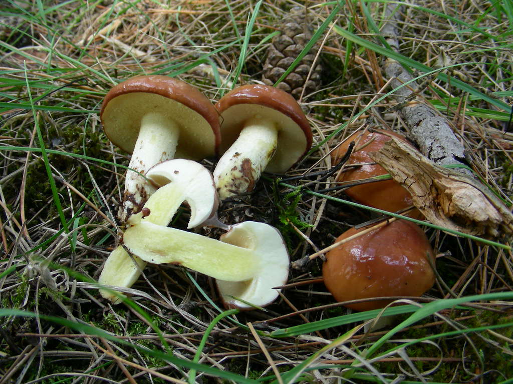 Suillus granulatus ...in foto